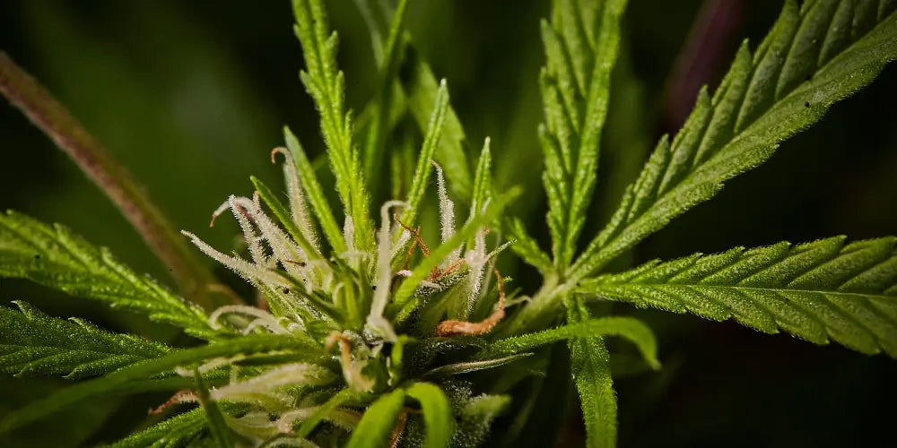 Kritik an CBD: Was steckt dahinter?