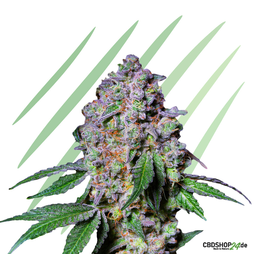 Feminisierte Cannabis Samen