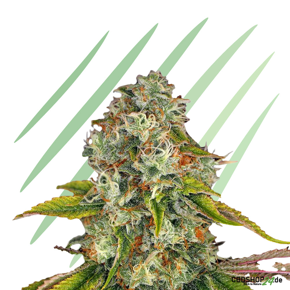 Feminisierte Cannabis Samen