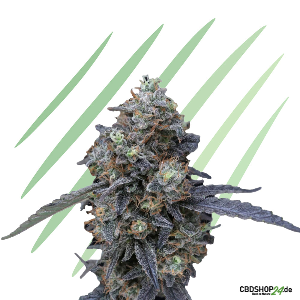 Feminisierte Cannabis Samen