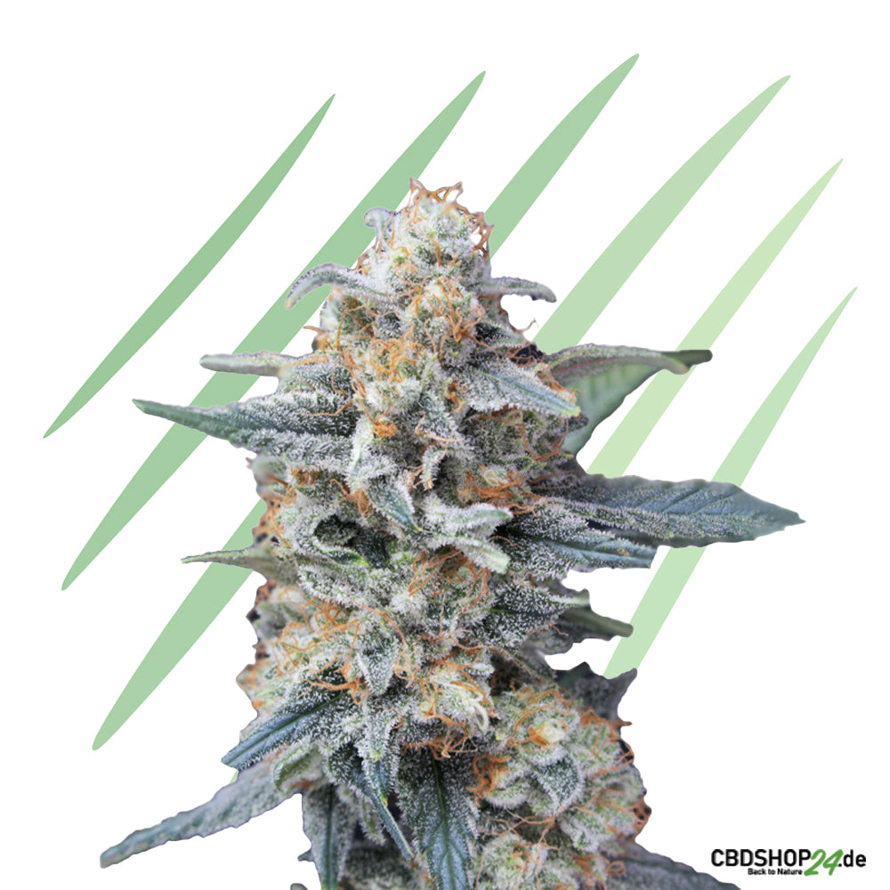 Feminisierte Cannabis Samen