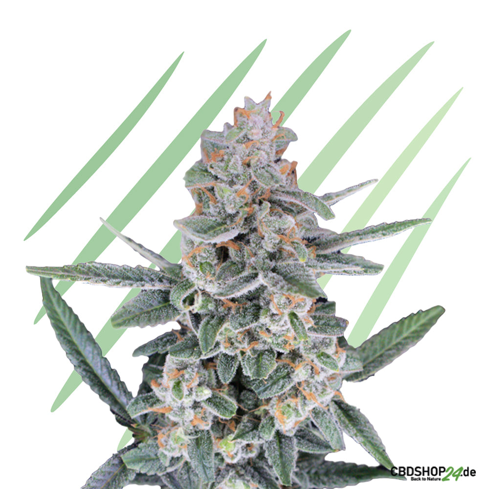 Feminisierte Cannabis Samen