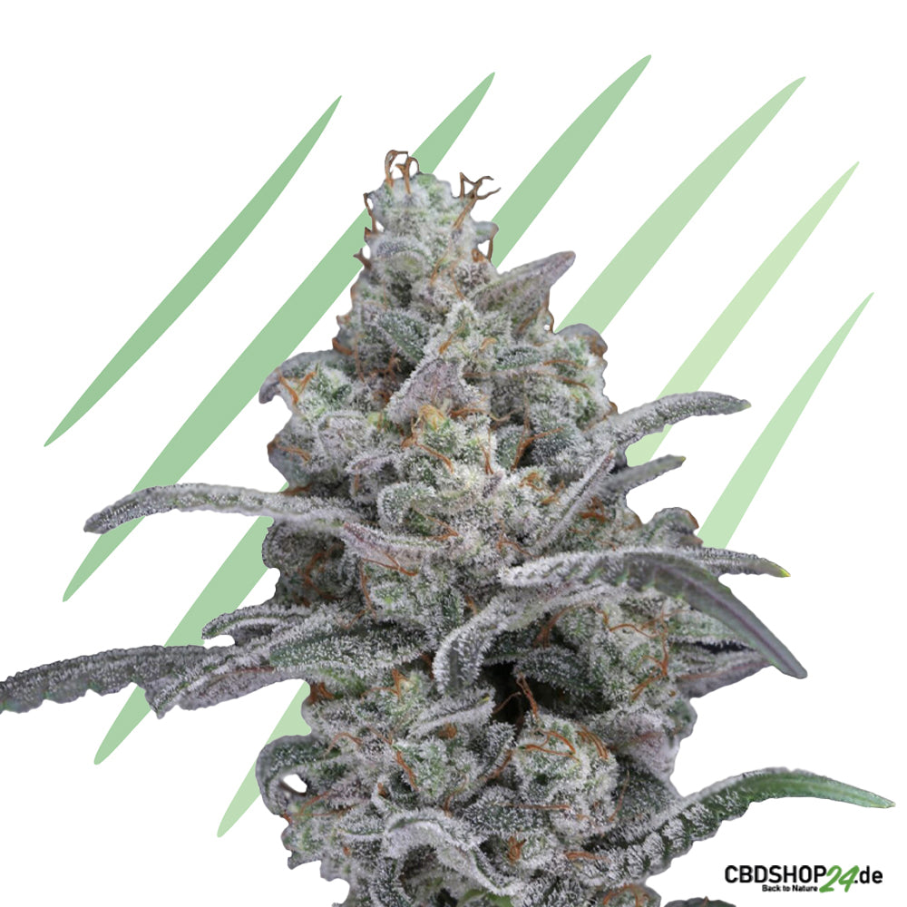 Feminisierte Cannabis Samen