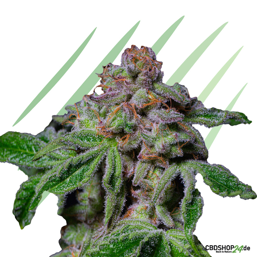 Feminisierte Cannabis Samen