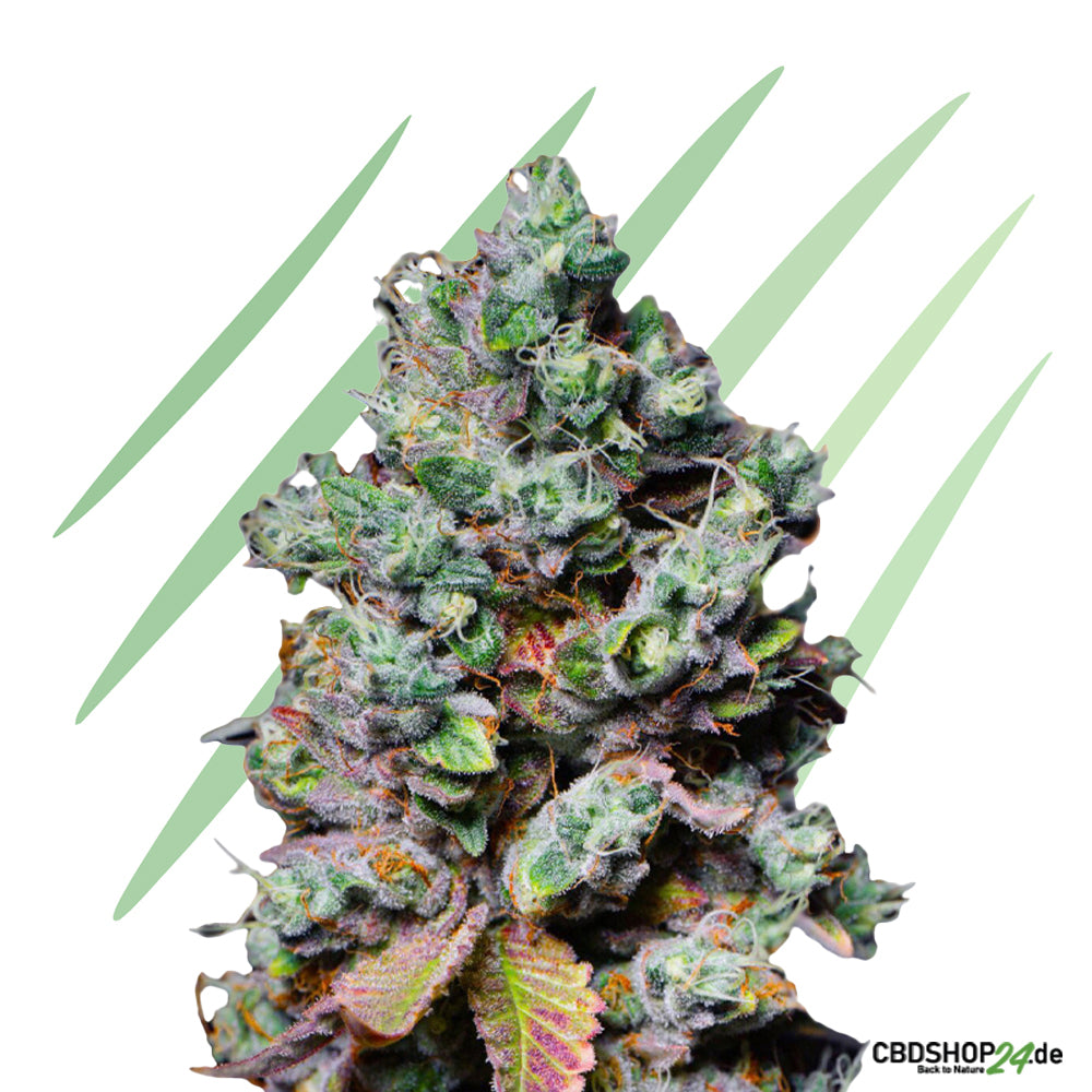 Feminisierte Cannabis Samen