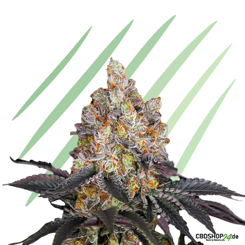 Autoflowering Cannabis Samen Feminisiert