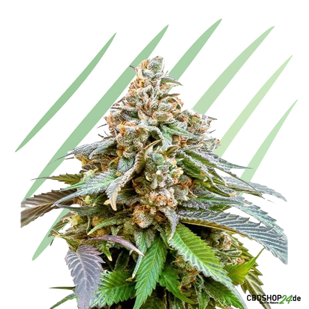 Feminisierte Cannabis Samen