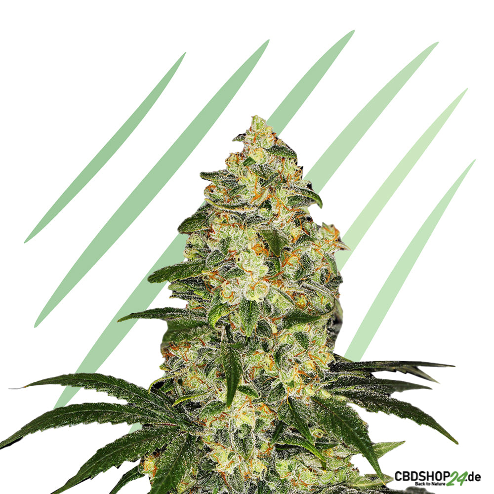 Autoflowering Cannabis Samen Feminisiert