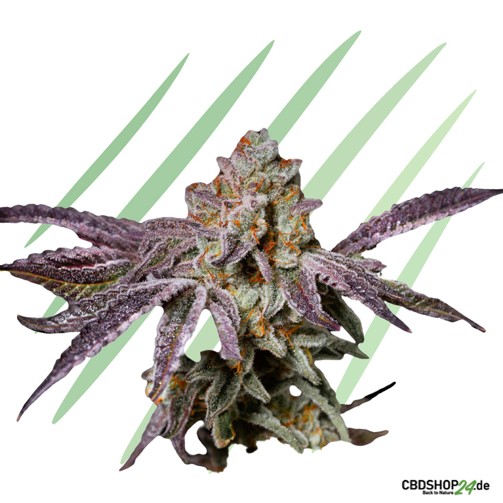 Feminisierte Cannabis Samen
