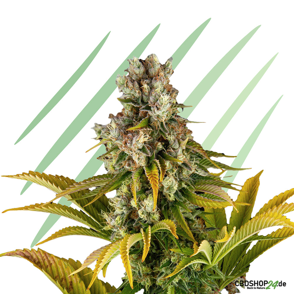 Autoflowering Cannabis Samen Feminisiert
