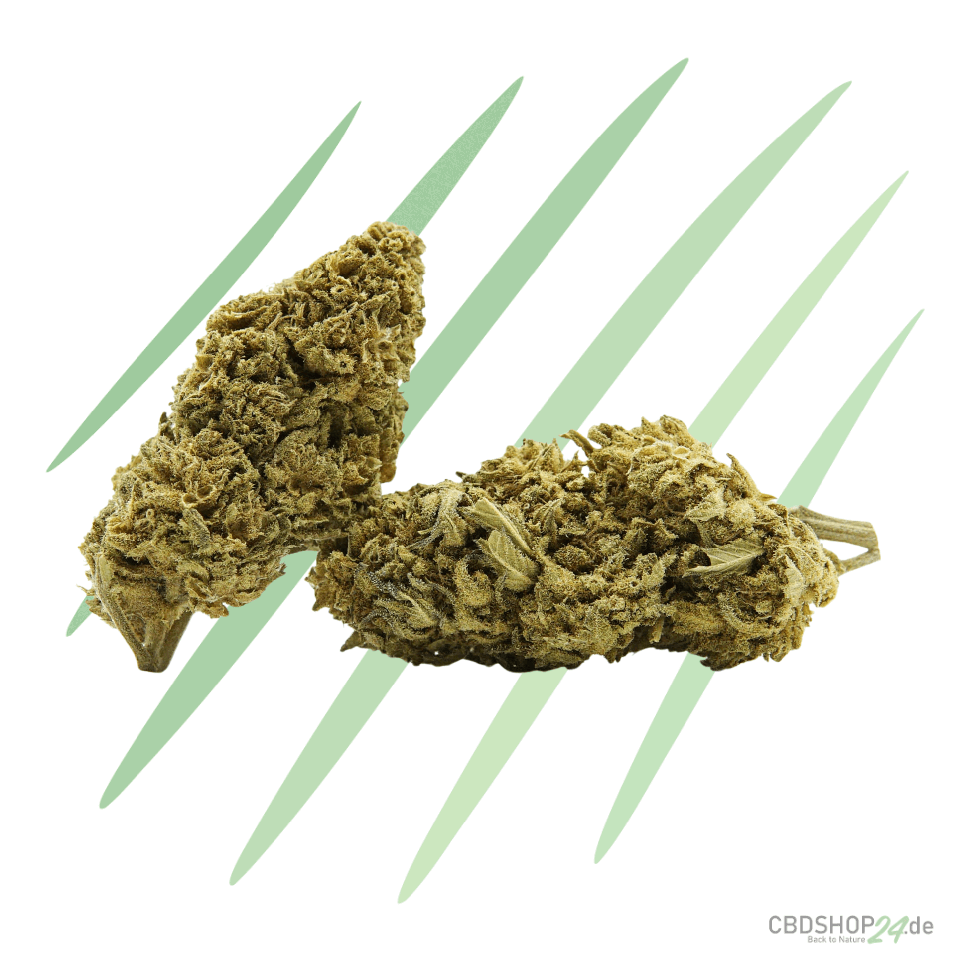 CBD Blüten - Northern Lights-cbdshop24.de