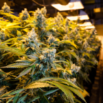 Diese CBD Blüten wurde...