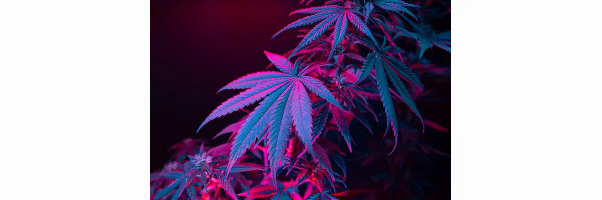 CBD Blüten 5 Irrtümer & Mythen