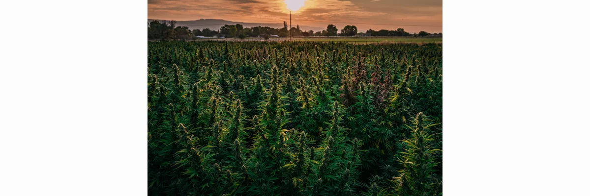 CBD Verordnung