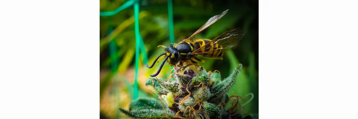 Kritik an CBD: Was steckt dahinter?-cbdshop24.de