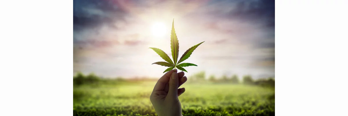 Verkauf von CBD-Produkten | cbdshop24.de