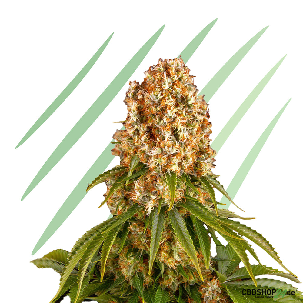 Autoflowering Cannabis Samen Feminisiert