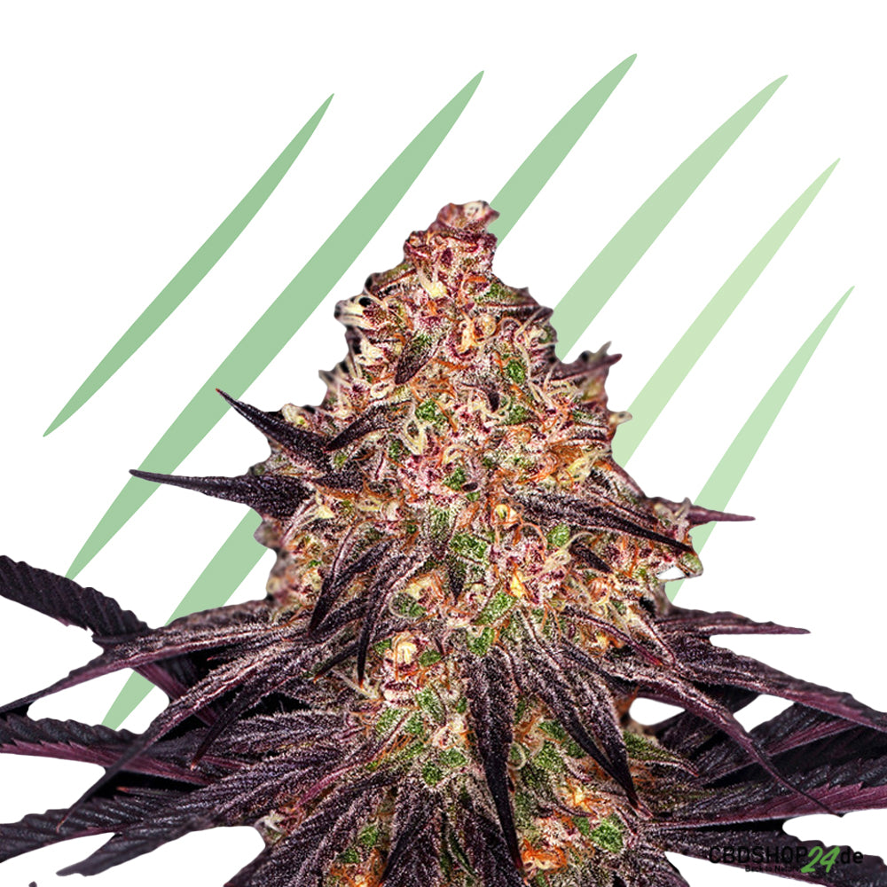 Autoflowering Cannabis Samen Feminisiert