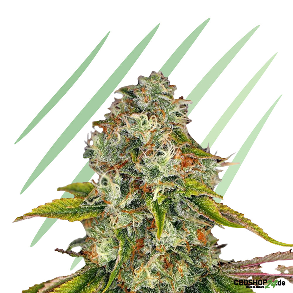 Autoflowering Cannabis Samen Feminisiert