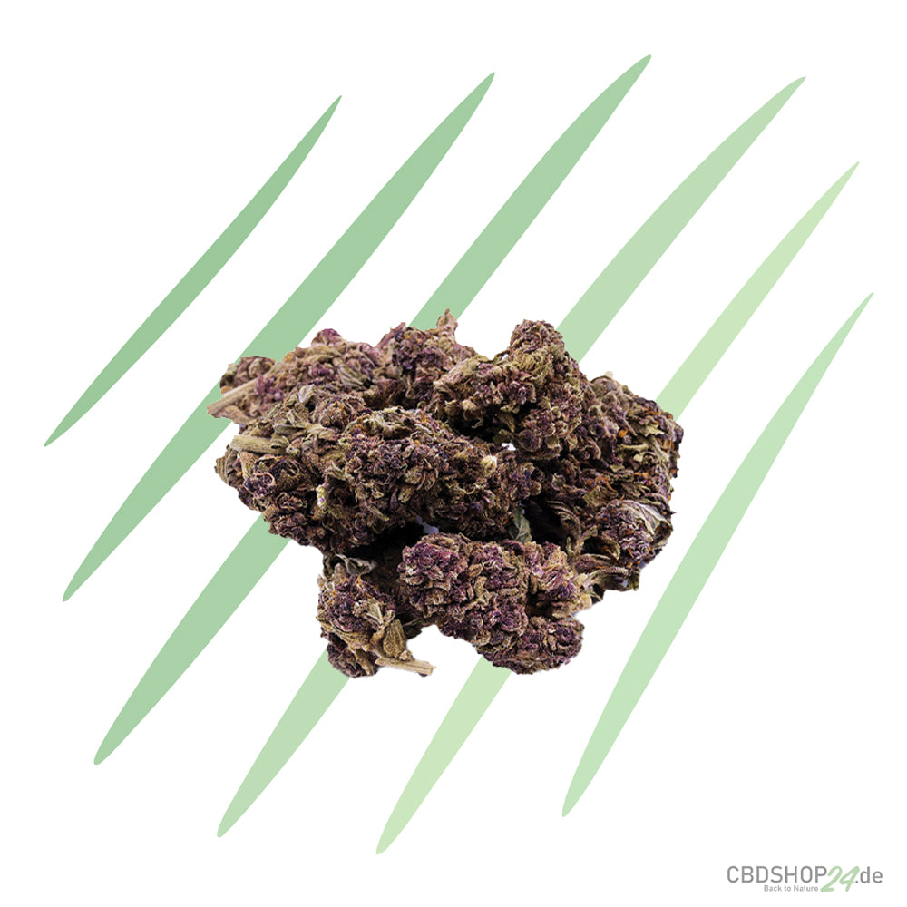 CBD-Blüte - Purple Haze - IlovePot