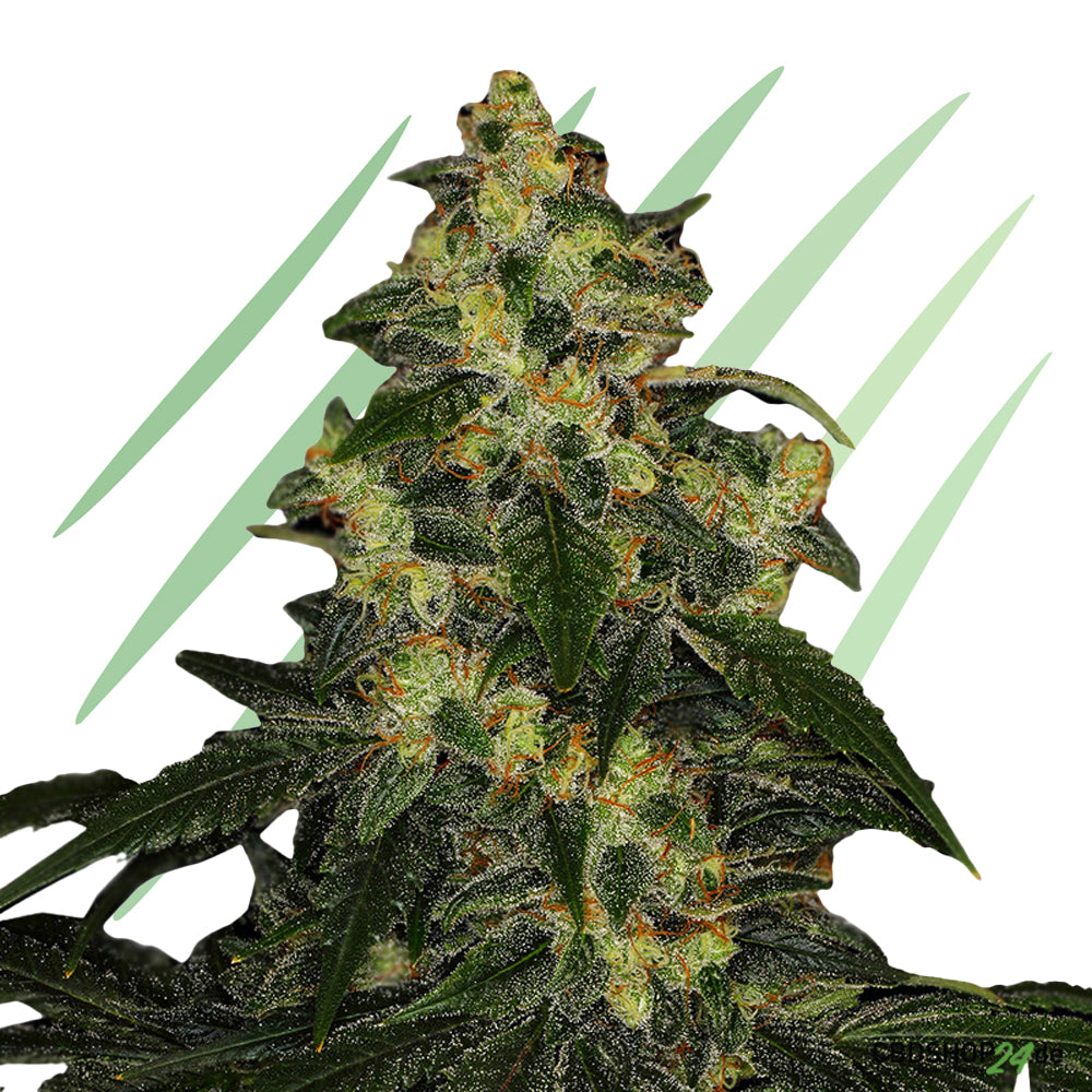 Autoflowering Cannabis Samen Feminisiert