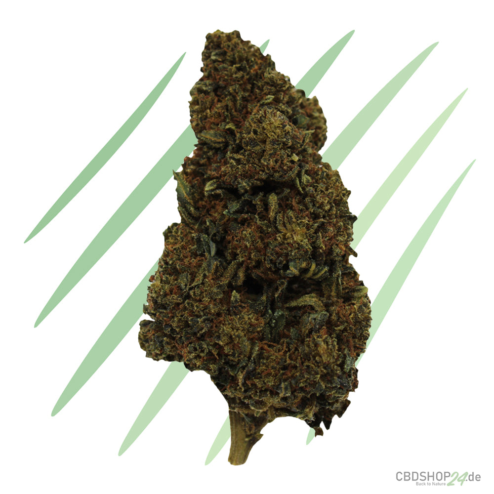 10-OH-HHC Blüten Girl Scout Cookies