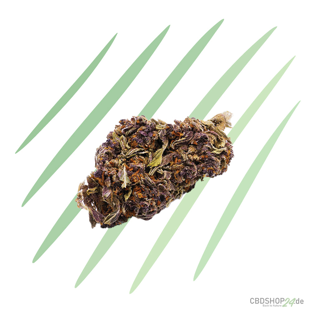 CBD-Blüte - Purple Haze - IlovePot