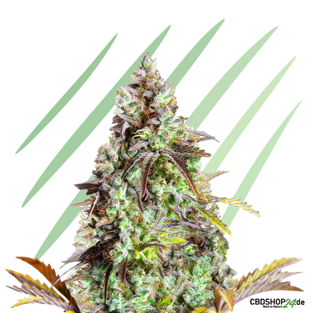 Autoflowering Cannabis Samen Feminisiert