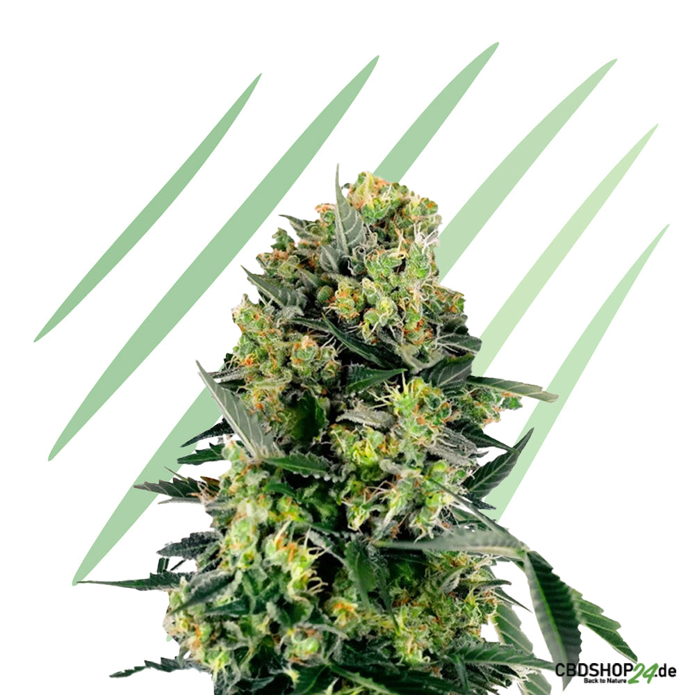 Autoflowering Cannabis Samen Feminisiert