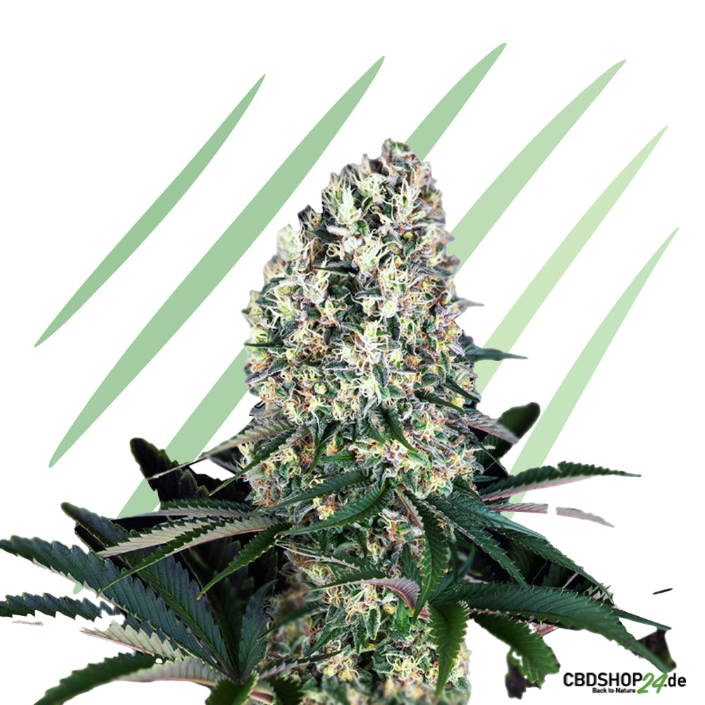 Autoflowering Cannabis Samen Feminisiert