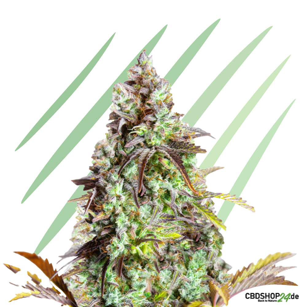 Autoflowering Cannabis Samen Feminisiert