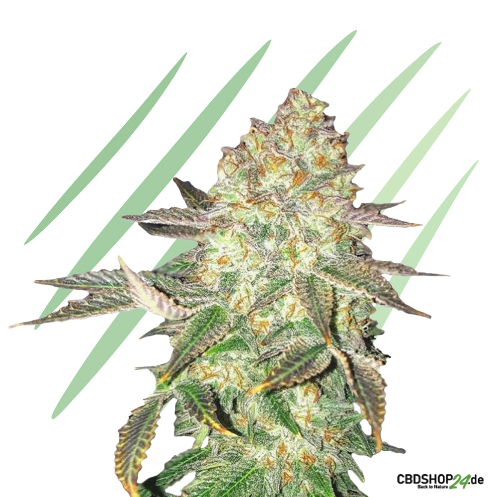 Feminisierte Cannabis Samen