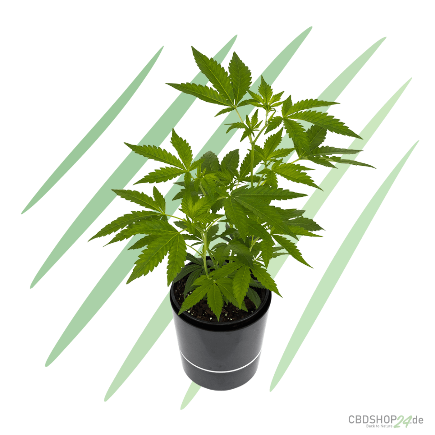 White Widow THC Samen Autoflower