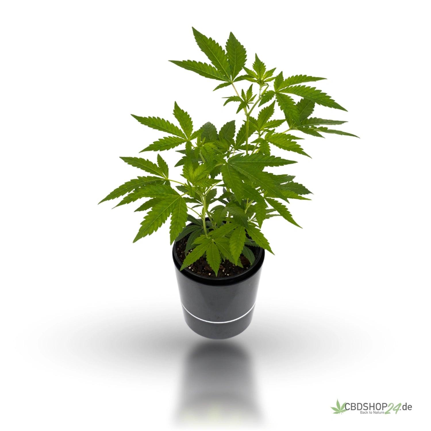 Sanaleo THC Samen Autoflower Critical Kush cbdshop24