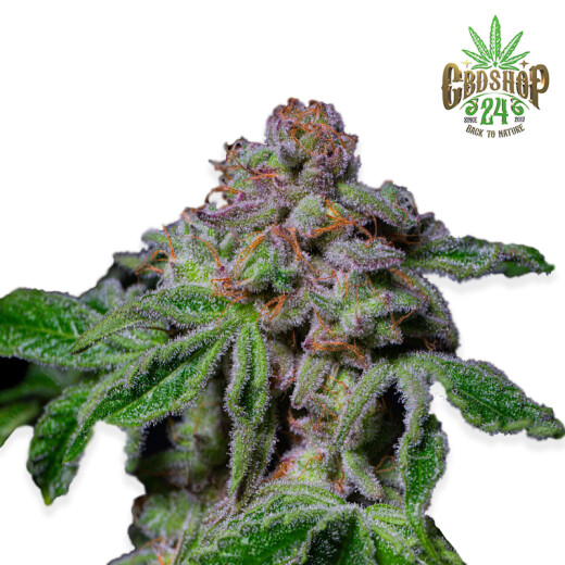 Pure Instinto Cannabis Samen - Sour Aloha (Exotic line)