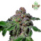 Pure Instinto Cannabis Samen - Sour Aloha (Exotic line)