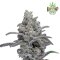 Pure Instinto Cannabis Samen - Chimera Crasher (USA line)