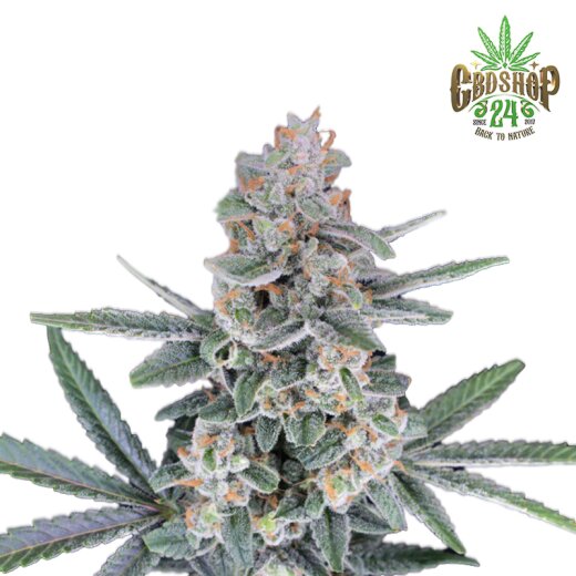 Pure Instinto Cannabis Samen - HB Dunkin´z (USA line)
