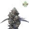 Pure Instinto Cannabis Samen - Minty Grape Kush (USA line)