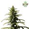 Autoflowering Cannabis Samen Feminisiert - Pur Intenso: Strawberry Shortcake