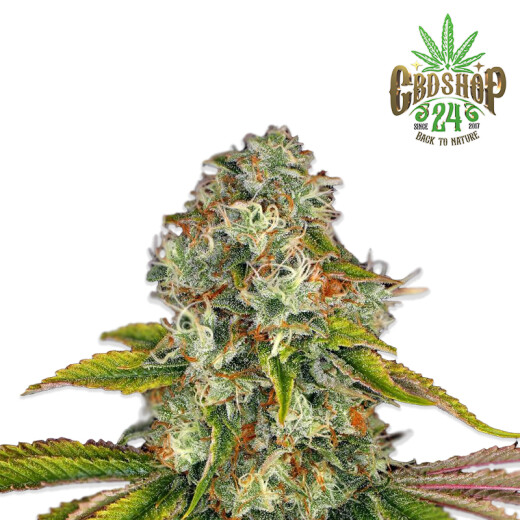 Autoflowering Cannabis Samen Feminisiert - Pur Intenso: Mandarine Cream