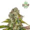 Autoflowering Cannabis Samen Feminisiert - Pur Intenso: Mandarine Cream