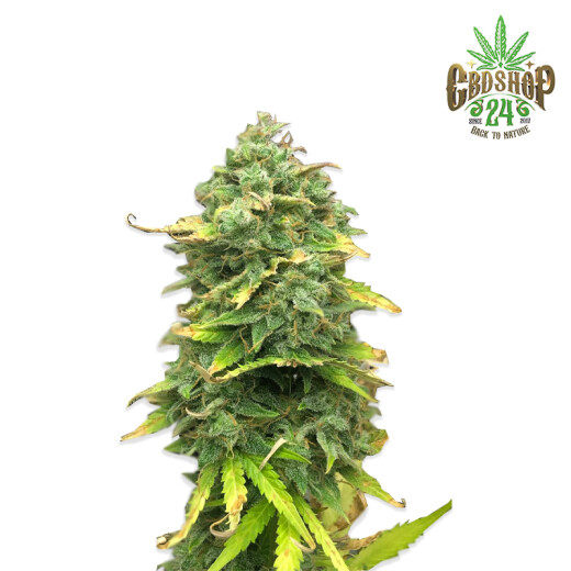 Autoflowering Cannabis Samen Feminisiert - Pur Intenso: Mimosa Cake