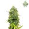 Autoflowering Cannabis Samen Feminisiert - Pur Intenso: Mimosa Cake