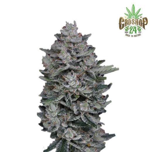 Autoflowering Cannabis Samen Feminisiert - Pur Intenso: Mac^2 (USA line)