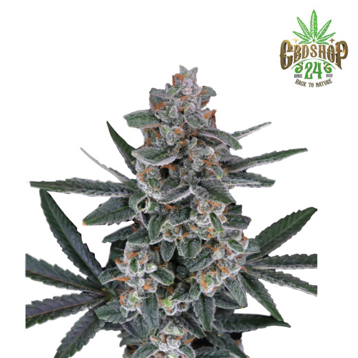 Autoflowering Cannabis Samen Feminisiert - Pur Intenso: Tri-Whip Kush (USA line)