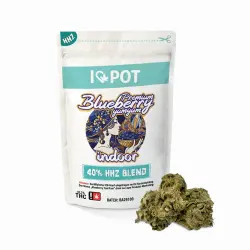 HHZ Premium Blüte - Blueberry Yum Yum