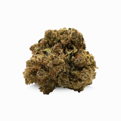 10-OH-HHC Blüte V2 - Gelato