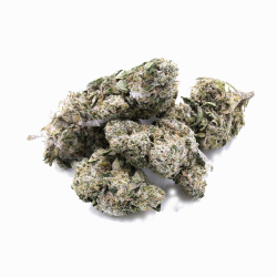 CBD-Blüte - Snow Kush