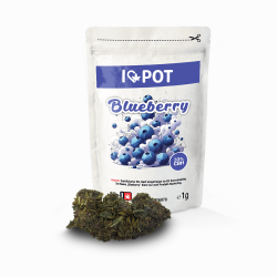 CBH Blüte – Blueberry Yum Yum 33 %